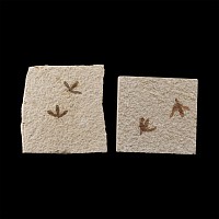 Natural History - Fossil March Flies on Matrix