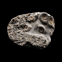 Natural History - Fossil Ammonite Cluster