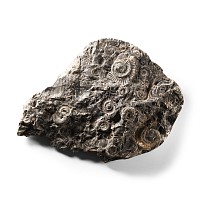 Natural History - Whitby Dac Fossil Ammonite Cluster