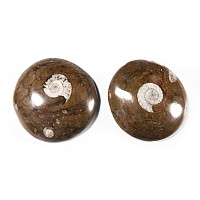 Natural History - Polished Fossil Goniatite Group