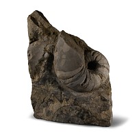 Natural History - Large British Fossil Nautiloid