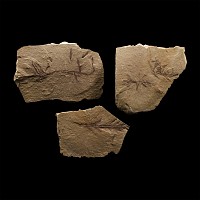 Natural History - Fossil Plant Leaf Group