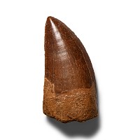 Natural History - Fossil North African 'T-Rex' Dinosaur Tooth