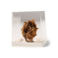 Natural History - Historic Wolfenite Crystal Formation