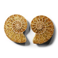 Natural History - Historic Cut and Polished Fossil Ammonite Pair