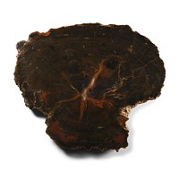 Natural History - Agatized Fossil Tree Trunk Cut Slice