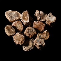 Natural History - Unpolished Fossil Tree Branch Section Group [10]
