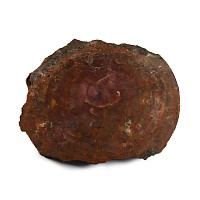 Natural History - Agatized Fossil Tree Trunk Cut Slice