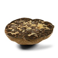 Natural History - Large Cut and Polished Septarian Egg Half