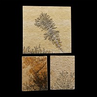Natural History - Mocha Stone (Dendritic Limestone) Tile Group [3]