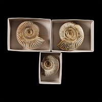 Natural History - Boxed Fossil Perisphinctes Ammonite Group