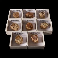 Natural History - Boxed Unpolished Fossil Tree Branch Section Group [8]