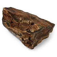 Natural History - Huge Petrified Fossil Tree Trunk Section