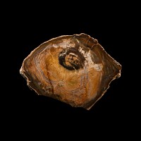 Natural History - Cut and Polished Petrified Fossil Tree Trunk Slice