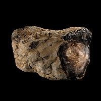 Natural History - Large Petrified Fossil Tree Trunk Section