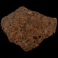 Natural History - Large Polished 'Puddlestone'
