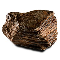 Natural History - 'North Sea' Fossil Woolly Mammoth Tooth