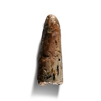 Natural History - 'North Sea' Fossil Woolly Mammoth Tusk Tip