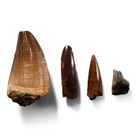 Natural History - Fossil Pterosaur, Sauropod, Mosasaur and Triceratops Dinosaur Tooth Collection