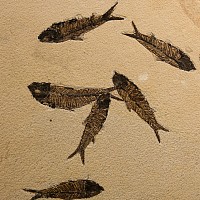 Natural History - Huge Knightia Fossil Fish Display