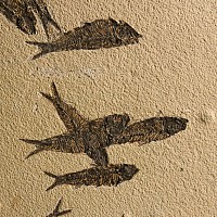 Natural History - Huge Knightia Fossil Fish Display