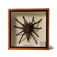 Natural History - Framed Spinicrus Tarantula