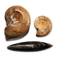 Natural History - A Collection of Fossils
