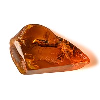 Natural History - Insect in Polished Baltic Amber