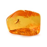 Natural History - Insect in Polished Baltic Amber