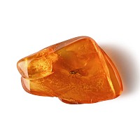 Natural History - Insect in Polished Baltic Amber