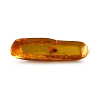 Natural History - Insect in Polished Baltic Amber