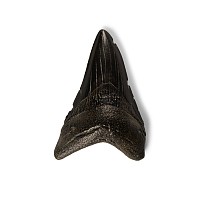 Natural History - Megalodon Giant Shark Fossil Tooth