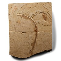 Natural History - Fossil Eel in Matrix
