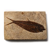 Natural History - Fossil Diplomystus Fish