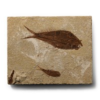 Natural History - Knightia Fossil Fish