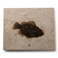 Natural History - Priscacara Fossil Fish