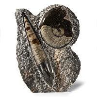 Natural History - Polished Fossil Goniatite and Orthoceras Stand