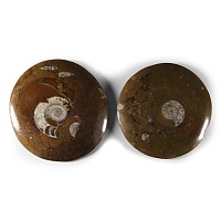Natural History - Polished Fossil Goniatite Group