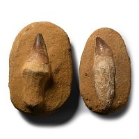 Natural History - Fossil Mosasaur Tooth Pair
