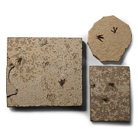 Natural History - Fossil March Fly Group