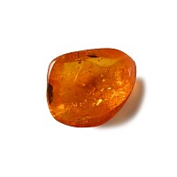 Natural History - Fly in Baltic Amber