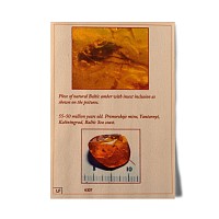 Natural History - Fly in Baltic Amber