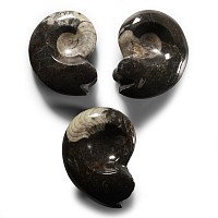 Natural History - Polished Fossil Goniatite Group
