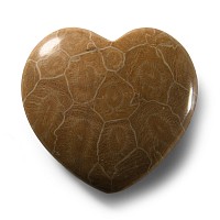 Natural History - Polished Fossil Coral Head Heart Palmstone