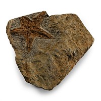 Natural History - Petraster Fossil Starfish