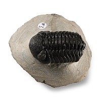 Natural History - Fossil Speculator Trilobite