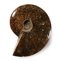 Natural History - Polished Fossil Ammonite