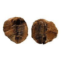 Natural History - Flexicalymene Fossil Trilobite Nodule