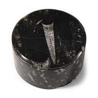 Natural History - Polished Fossil Orthoceras Jewellery Box