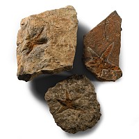 Natural History - Petraster Fossil Starfish Group